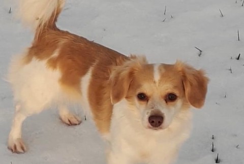 Rodine niekto na dvore chladnokrvne postrelil psa. 