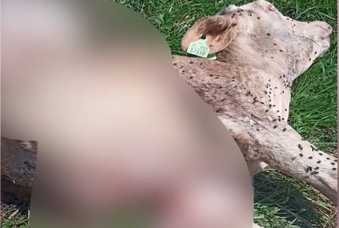 Screenshot 2024-07-11 093432