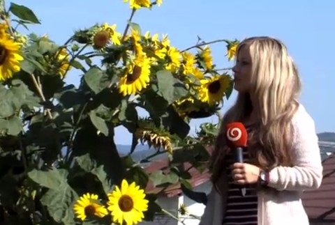 Eve narástli na záhrade 4-metrové slnečnice