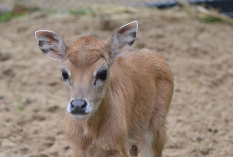 Mláďa antilopy ZOO bratislava 3