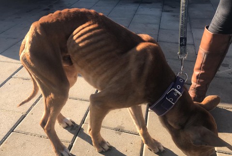 Rozhorčené statusy nenechali policajtov chladnými. Pomohli psíkovi, ktorý mal byť dlhú dobu o hlade a smäde