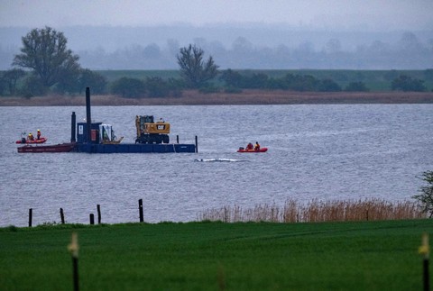 Germany_Stranded_Whale275717