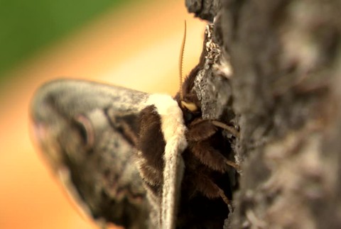 [multi] V Čachticiach našli mega motýľa. Má až 16 centimetrov 3218