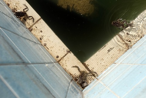 Atény plavecký štadión