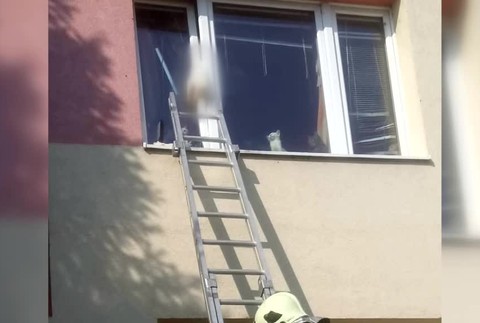 KN Mačky v byte1797