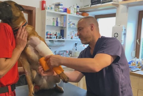 Záchranársky pes Quido potrebuje pomoc (2)