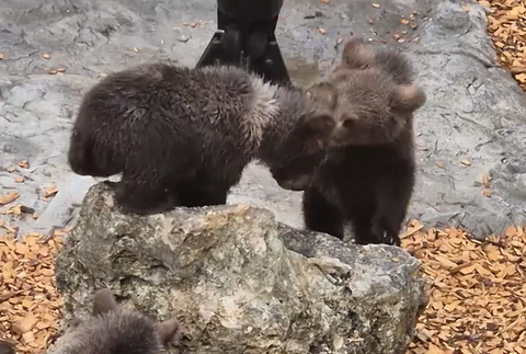 Medvieďatká v Zoo Bojnice  2