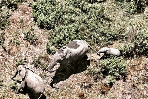 Anthony Caere zachraňuje zvieratá 4