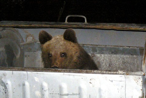 medveď kontajner ilustračné foto