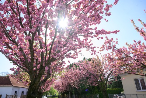 skrntr170425nr2123571