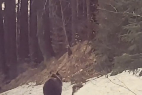 VIDEO: Nečakané stretnutie z Beskýd. Medveď si vykračoval po ceste