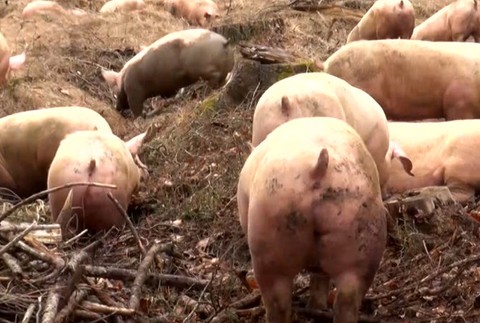 Kamión so stovkami prasiat skončil v priekope. Miestni ich museli naháňať po lese