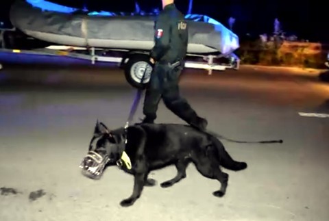 Po útoku diviakov sa žena mala stratiť v tme a kroví. Nenašiel ju ani policajný pes