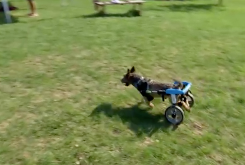 Netradičný psí piknik