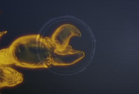 Pink Flloyd shrimp 2