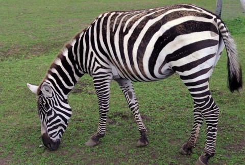 ZOO Bojnice získala unikátny druh zebry