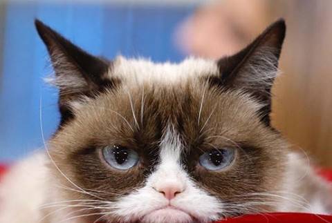 Grumpy Cat