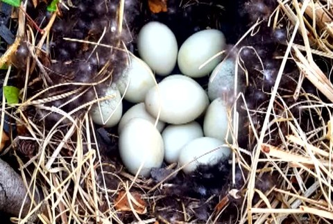 [multi] Kačky v Petržalke 1044