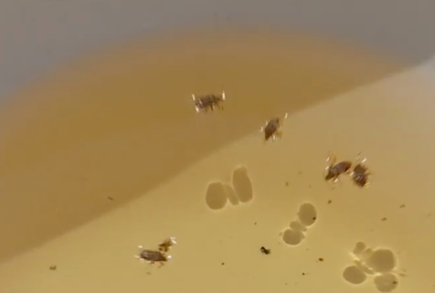 Bzdochy trápia ľudí v Šali