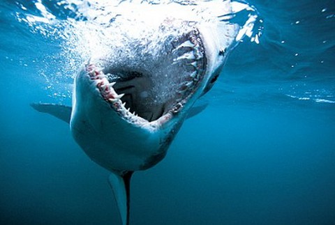 zralok otvorena tlama