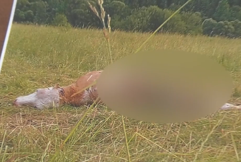 Screenshot 2024-07-11 093448