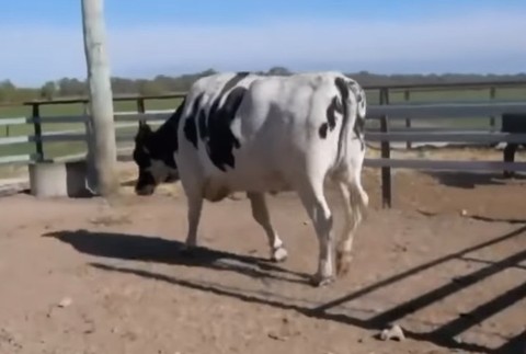 Sociálnou sieťou valcuje súťaž býkov. Toto je Knickers