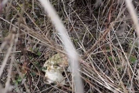 Zvyšky dobytka pohodené v kríkoch.