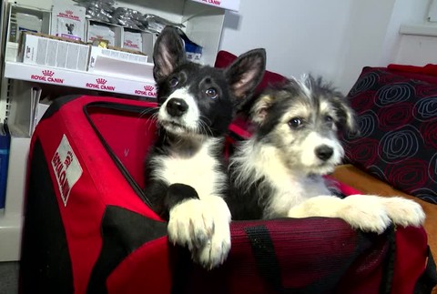 [multi] Vyhodene steniatka za dedinou 8686