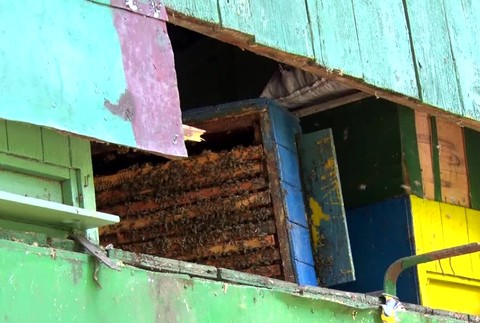 [multi] Medveď opäť vyčíňal neďaleko Prievidze. Včelárovi zničil úle 4233