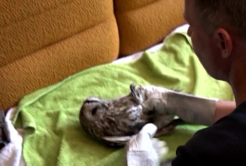 Záchranné stanice volajú o pomoc