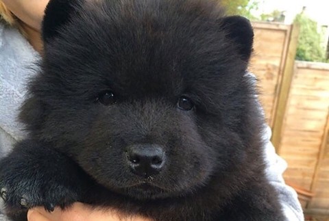 Najkrajšie šteňatá na svete