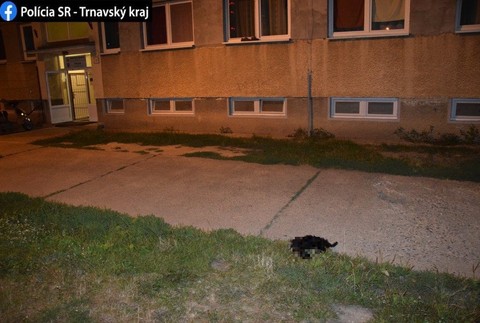 Brutálny čin v ubytovni: Šteňa vyhodili z 15- metrovej výšky, pád neprežilo