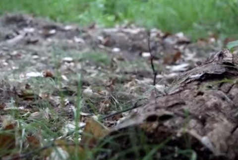 Dôchodcu z Domažiny zavalil v hore strom. Nevedel sa pohnúť, v lese ležal tri dni