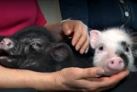 Nová destinácia pre milovníkov zvierat. Otvorili kaviareň plnú mini prasiat