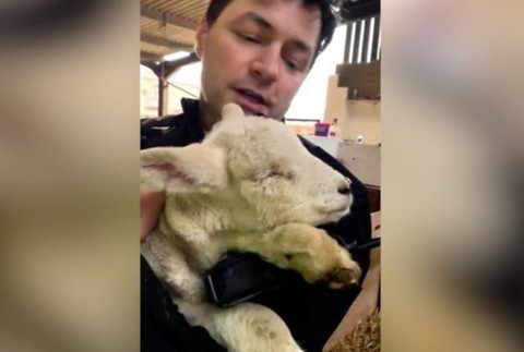 ovečke vypichli oči