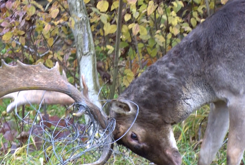 Poľovníci zachraňovali dvoch danielov. Vysileným zvieratám pomohli v poslednej chvíli