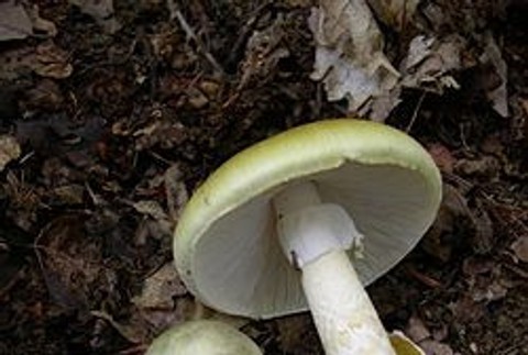 Muchotrávka zelená