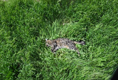 Muž z Trnavy pod vplyvom alkoholu vyhodil mačku z 8. poschodia. Hrozí mu väzenie