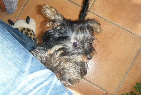 Dňa 14. októbra v Leviciach sa stratila fenka rasy yorkšírsky terriér menom Abbey. Má čierne vlasy, na labkách blond farby. Veľmi nám chýba. Ponúkam finančnú odmenu. Za akékoľvek informácie ďakujem. 