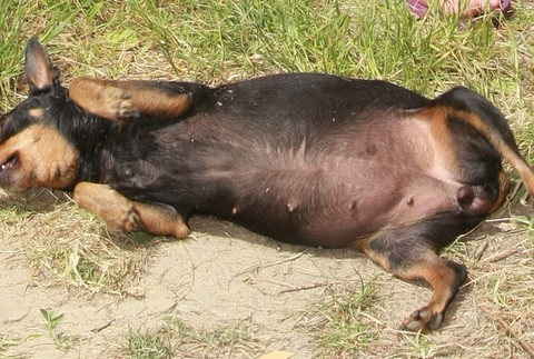 Stratená fenka ratlíka Lili