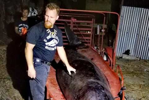 Na Filipínach oceán vyplavil veľrybu. V žalúdku mala 40 kíl plastového odpadu