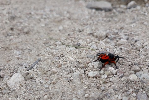 Stepník Červený - objavený na zrúcanine hradu Sivý kameň