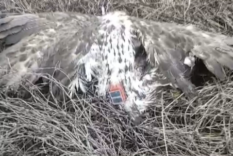 Pytliaci otrávili vzácneho orliaka morského 