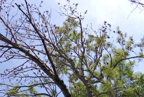 Stromy, ktoré rástli okolo 70 rokov, niekto otrávil. Prípad rieši polícia