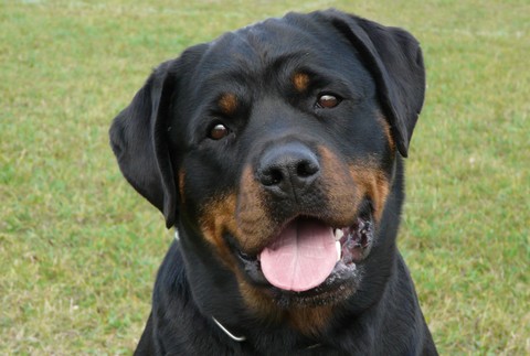 stratená rotvajlerka Akra Zvolen