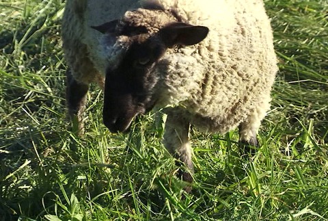 Netradičné zásahy mestskej polície