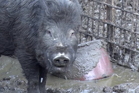 [multi] Obyvateľov trápi neznesiteľný zápach a potkany. Majiteľ ošípaných ignoruje aj úrady 234