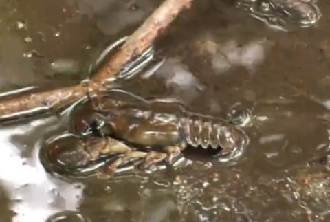 Tisíce rakov uhynuli v oblasti Hriňovej. Príčina je zatiaľ neznáma