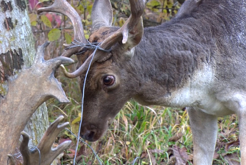 Poľovníci zachraňovali dvoch danielov. Vysileným zvieratám pomohli v poslednej chvíli