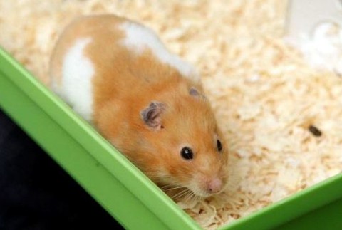 Škrečok Tink Ježiško ožil vstal z mŕtvych smrť hrob